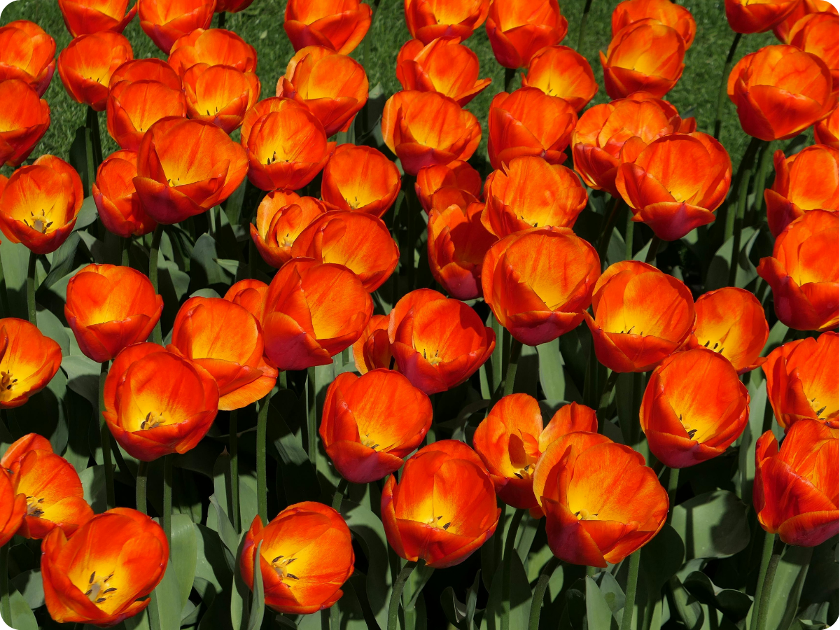 Capital of the Global Flower Trade